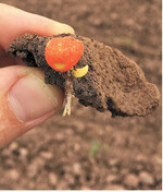 Beizen schützen das gesäte Korn effizient.