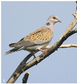 Die Turteltaube ist unsere kleinste und bunteste Wildtaube.