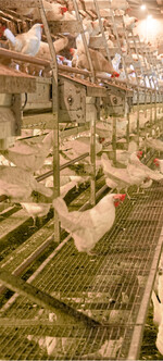 Die Lüfter blasen auf einer Breite von drei Metern über das Kotband im Stall.