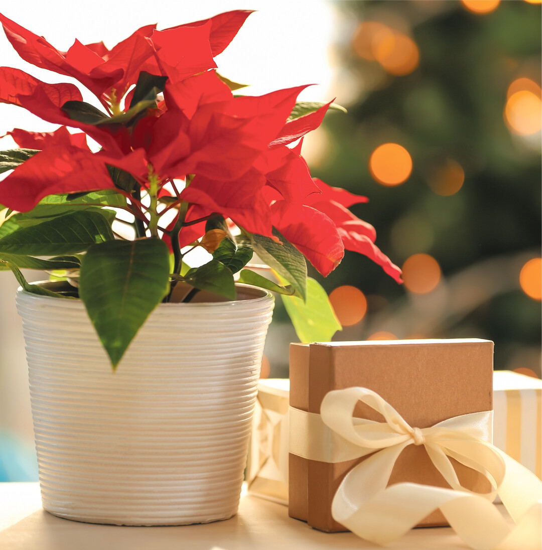 Mit seinen rot gefärbten Hochblättern erfreut uns jetzt der Weihnachtsstern. Das tropische Wolfsmilchgewächs reagiert allerdings auf Staunässe indem es die Blätter abwirft. Gießen Sie Ihren Weihnachtsstern erst, wenn die Oberfläche des Topfballens trocken ist. Das Wasser verabreichen Sie am besten über einen Untersetzer oder den Übertopf. Nur solange nachgießen, bis der Wurzelballen nichts mehr aufsaugt und dann das überschüssige Wasser aus dem Untersetzer leeren.