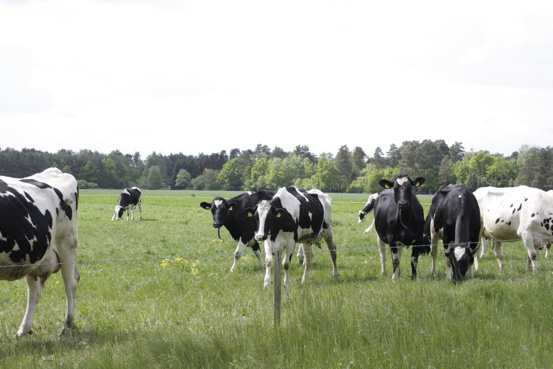 1 Eine wichtige kosystemleistung von Milchkhen ist die Versorgung von Menschen mit hochwertigen Nahrungsmitteln wie Milch.