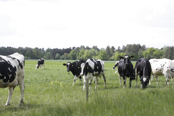 1 Eine wichtige kosystemleistung von Milchkhen ist die Versorgung von Menschen mit hochwertigen Nahrungsmitteln wie Milch.