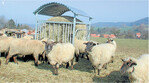 Heu sollte Schafen nur dann zugefüttert werden, wenn die Qualität stimmt. Ansonsten schadet es den Tieren.
