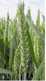 RGT Reform ist momentan die am meisten verkaufte Weizensorte in Deutschland. Sie vereint eine Vielzahl der beschriebenen, positiven Eigenschaften.