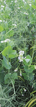 Die neue photoperiodische Erbsensorte Fjord wächst höher, blüht und reift später als die frühreifen Wintererbsensorten.