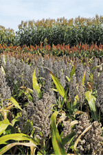 Eine frühe Abreife lässt sich durch eine hohe Aussaatstärke begünstigen.