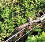 Beim Schnitt auf kurze Zapfen verteilen sich die Augen relativ gleichmäßig auf die Anlage