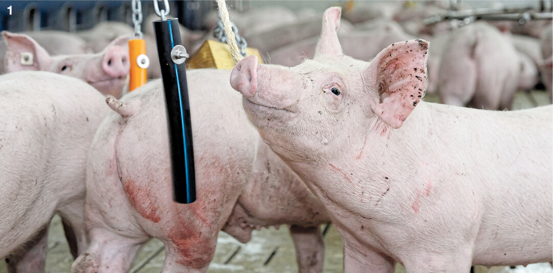 Ketten mit veränderbarem Material bieten gute Beschäftigungsmöglichkeiten bei geringem Aufwand für den Schweinehalter und hoher Attraktivität für die Tiere.