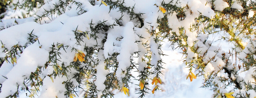Bei milden Temperaturen erscheinen die gelben, leicht duftende Blüten des Stechginsters schon im Winter.