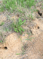 Wenn Wiesen derart von Mäusen durchlöchert sind, steigt bei vielen Landwirten der Blutdruck.