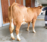 Diese Hutill-Tochter von Familie Stier erlöste mit 2340 Euro den Tageshöchstpreis.