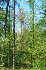 Die Ergebnisse des Waldzustandsberichts sind besorgniserregend.