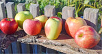 Streuobstäpfel gibt es in vielen Formen und Ausfärbungen. In der hinteren Reihe (v. l.): Seesheimer Zitronenapfel, Macks Hybride, Blauacher Wädenswiel und Geflammter Kardinal. In der vorderen Reihe (v.l.) Rome Beauty Typ Morgenduft, Melodie, Kandil Sinap und Rheinische Schafsnase.