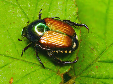 Charakteristisch für den ungefähr 1 cm großen Japankäfer ist der grünliche Kopf und Halschild, die zwei brauen Flügeldecken sowie fünf weiße Haarbüschel an jeder Seite und zwei weiße Haarbüschel am Hinterteil.