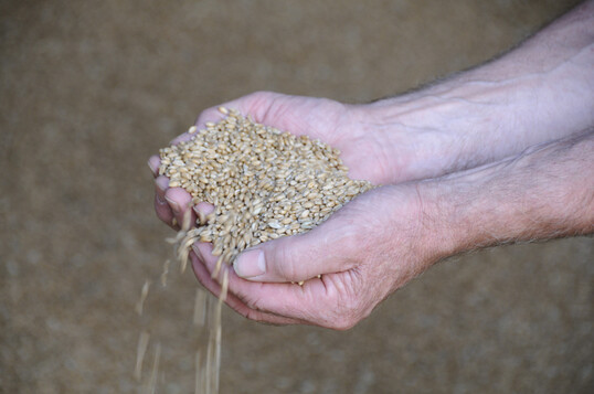 Weizenkrner in einer Hand.