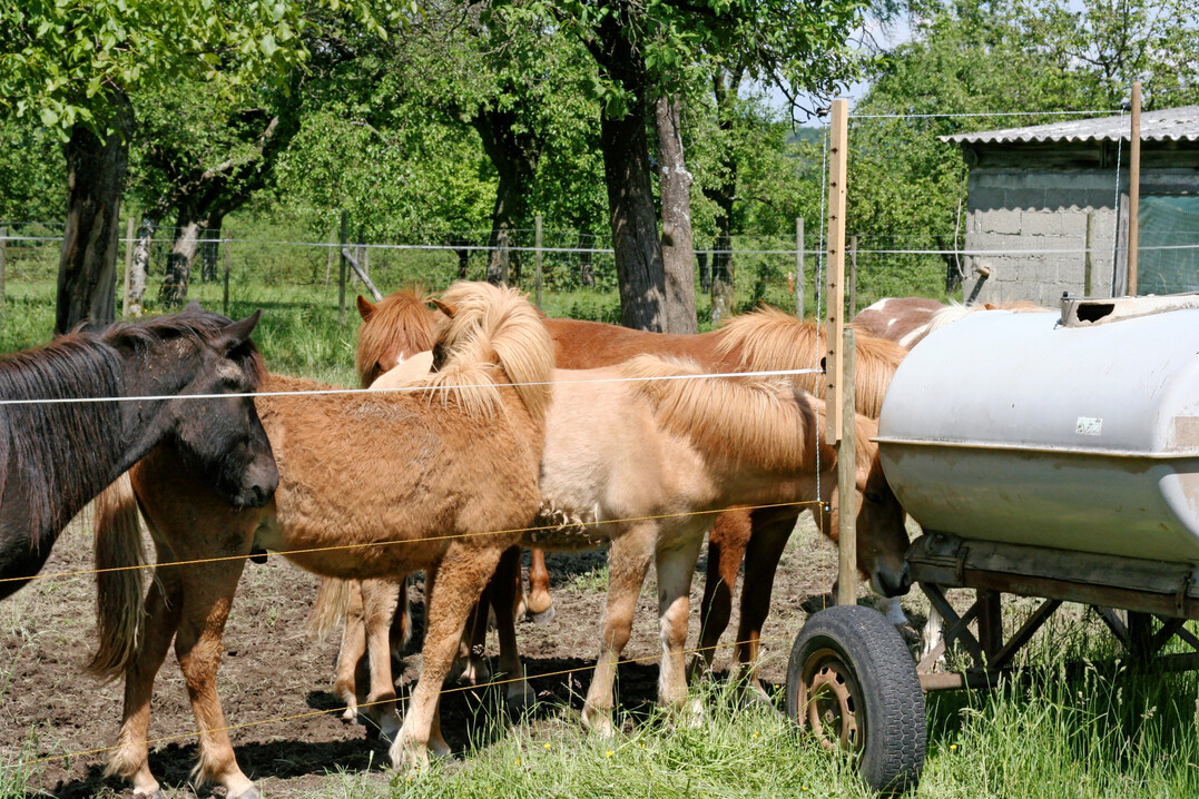 1 An heißen Sommertagen steigt der Wasserbedarf der Pferde auf bis zu 100 Liter pro Tier und Tag an. Die Nutzung von Regenwasser könnte hierfür eine Alternative sein.