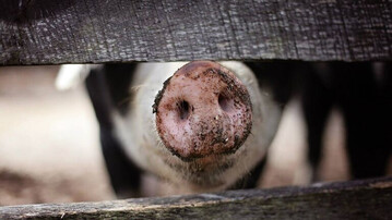 In einem hessischen Hausschweinebestand ist die Afrikanische Schweinepest (ASP) nachgewiesen worden.