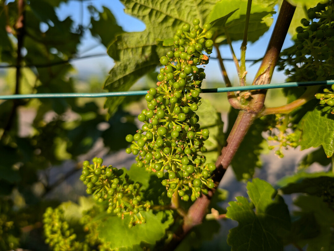 Ab 15. Juli ist die Antragstellung im Frderprogramm Investitionen im Weinbau wieder mglich. 