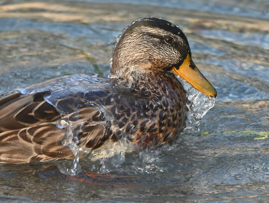 Badende Stockente