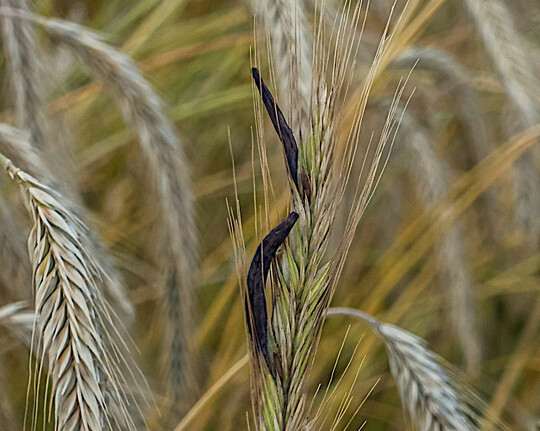 Aufgrund der Witterung sind in diesem Jahr zahlreiche Roggenbest�nde von Mutterkorn befallen.