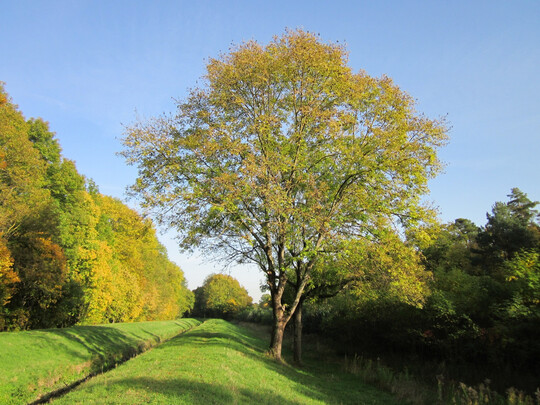 Seit den 1990er Jahren werden Gewhnliche Eschen (Fraxinus excelsior) massiv von einem Pilz befallen, der zum Eschentriebsterben fhrt.