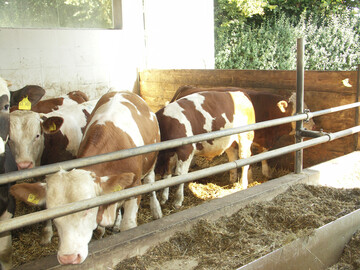 Bei der Haltungsform 3 sind die Tiere nicht angebunden und haben bis zu 50 Prozent mehr Platz im Vergleich zur herkmmlichen Stallhaltung.