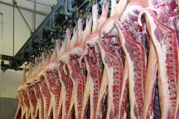 Die Schweineschlachtungen nehmen wieder zu. Ist das die Trendwende? Immerhin sollen die Schlachtungen nun stabil bleiben.