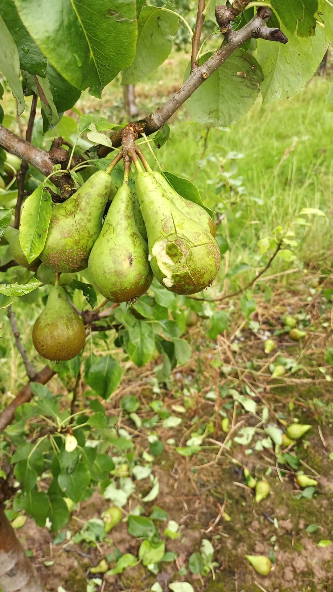 Schden an Birnen.