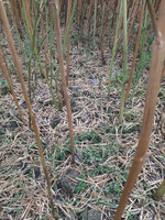 Dieser Raps in Blaubach steht nach dem 12.7. kurz vorm Totalausfall.