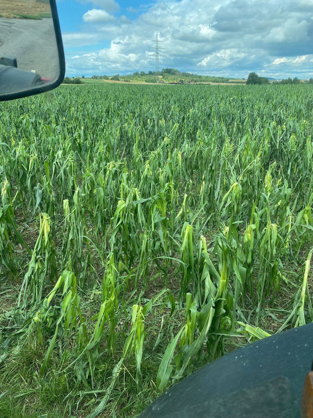 Mais nach dem Unwetter. 