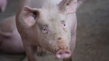 In einem Hausschweinebestand mit 1100 Tieren in Hessen ist es zu einem Ausbruch der Afrikanischen Schweinepest gekommen. Es ist bereits der zweite Fall, der von den zustndigen Behrden in dieser Woche besttigt worden ist.