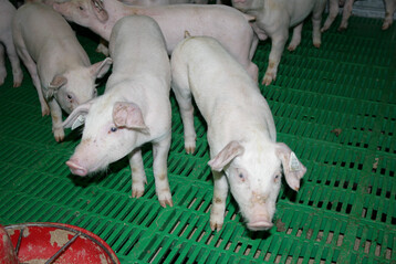 Um den Eintrag einer Tierseuche wie der Afrikanischen Schweinepest zu verhindern, knnen Landwirte das kostenlose Beratungsangebot der Tiergesundheitsdienste im Land nutzen.