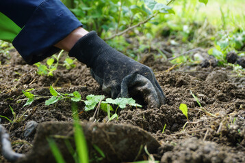 Rund 15.000 Gundermann-Setzlinge wurden in den zwei Test-Obstanlagen gepflanzt, um zu sehen, ob damit eine Abwehr von Whlmusen mglich ist. 