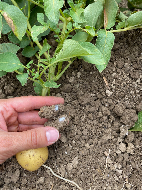 Das Vektorinsekt Schilfglasflügel vollzieht seinen kompletten Lebenszyklus an Kartoffel, hier die Eigelege der Zikade.