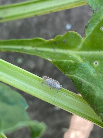 Die Schilfglasflügelzikade überträgt die bakteriellen Erreger der SBR-Krankheit auf Zuckerrüben und Kartoffeln.
