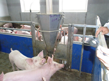 Im hessischen Landkreis Gro-Gerau ist in zwei weiteren Hausschweinebestnden die Afrikanische Schweinepest nachgewiesen worden. Nun gelten verstrkte Vorsichtsmanahmen. 