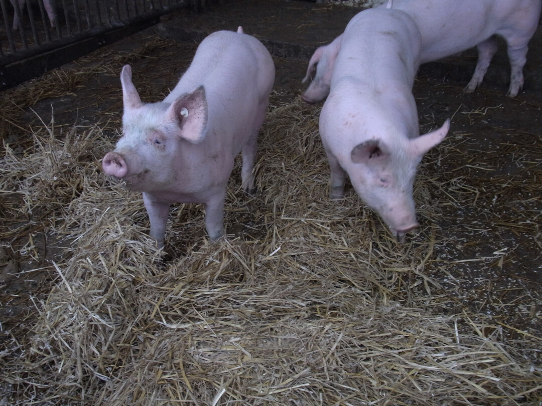 Die QS-Qualitt und Sicherheit GmbH startet zum 1. August ein Beratungsprojekt, mit dem Mngel bei der Tiergesundheit in schweinehaltenden Betrieben analysiert werden sollen.                                               