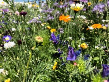 Blumenwiese.