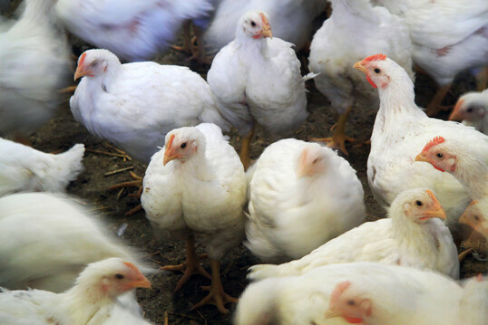 Bei einer vollstndigen Umstellung der derzeitigen Hhnerfleischproduktion in der EU auf ECC-Standards wrden die Treibhausgasemissionen um 24,4 % pro kg produziertem Fleisch ansteigen. 