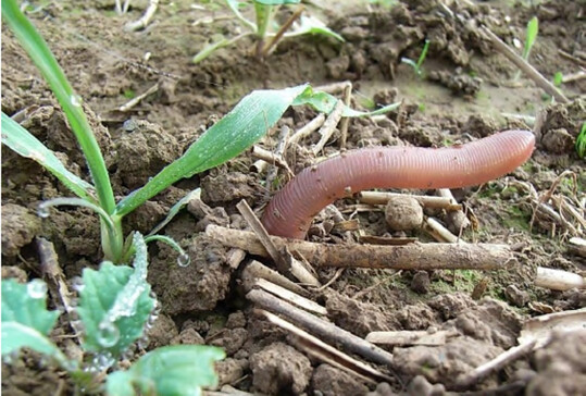 Regenw�rmer ziehen sich bei andauernder Hitze in tiefere Bodenschichten zur�ck.