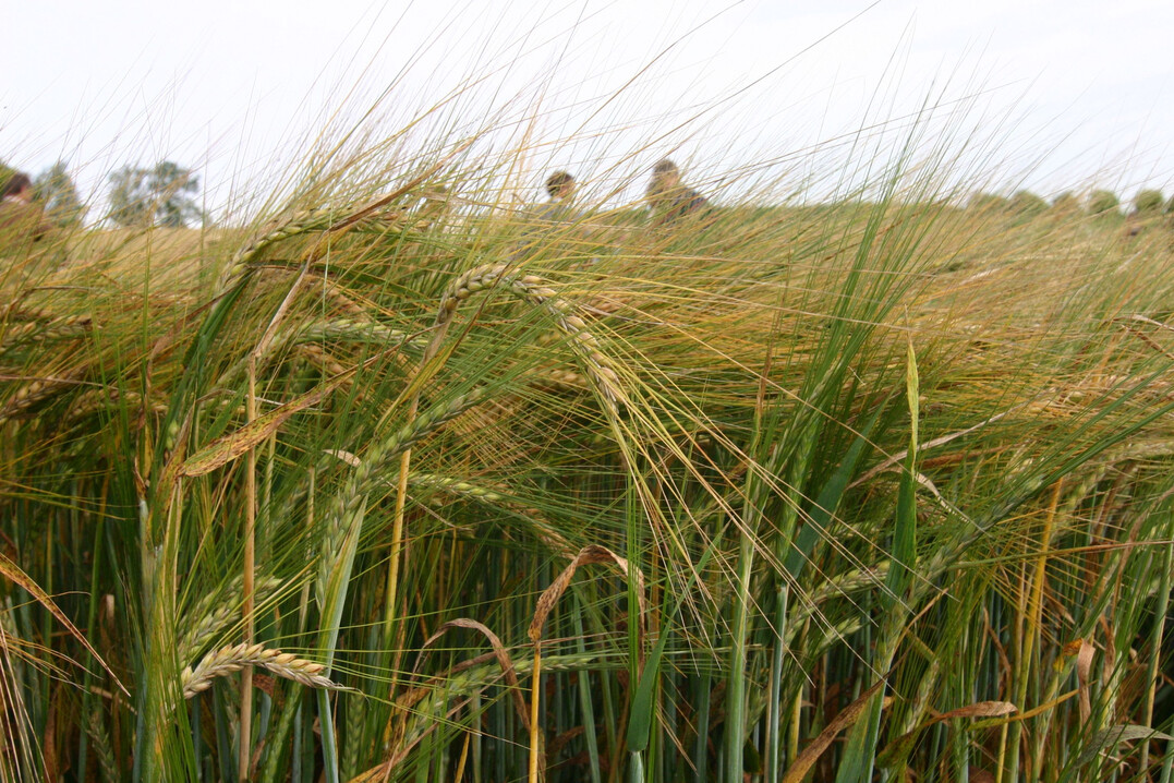Die Herbstsaat von Winter- und Sommergerste lassen den Braugerstenanbau wachsen.