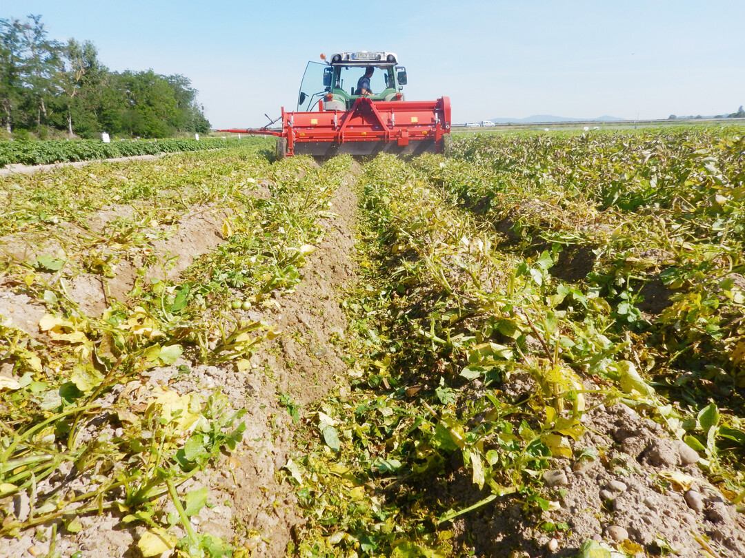 Der Krautschlger schlgt mittels an die Dammform angepasster Schlgel das Kartoffelkraut ber dem Damm ab.