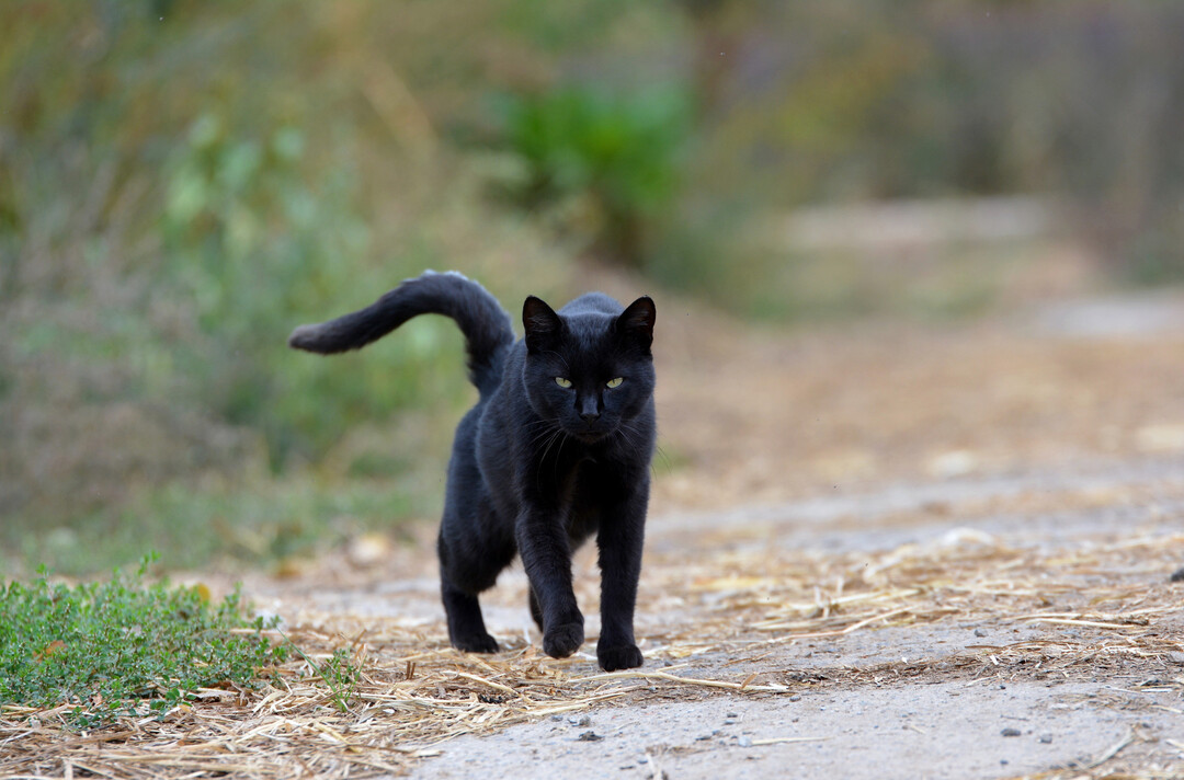 Schwarze Katze auf Weg.
