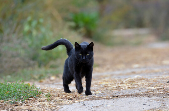 Schwarze Katze auf Weg.