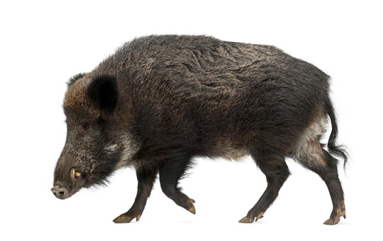 Ein Wildschwein.