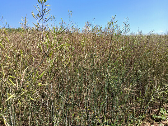 LSV Döggingen - Schnee und Kälteeinbruch zur Blüte; besonders betroffen von Sclerotinia sind die frühblühenden Sorten.