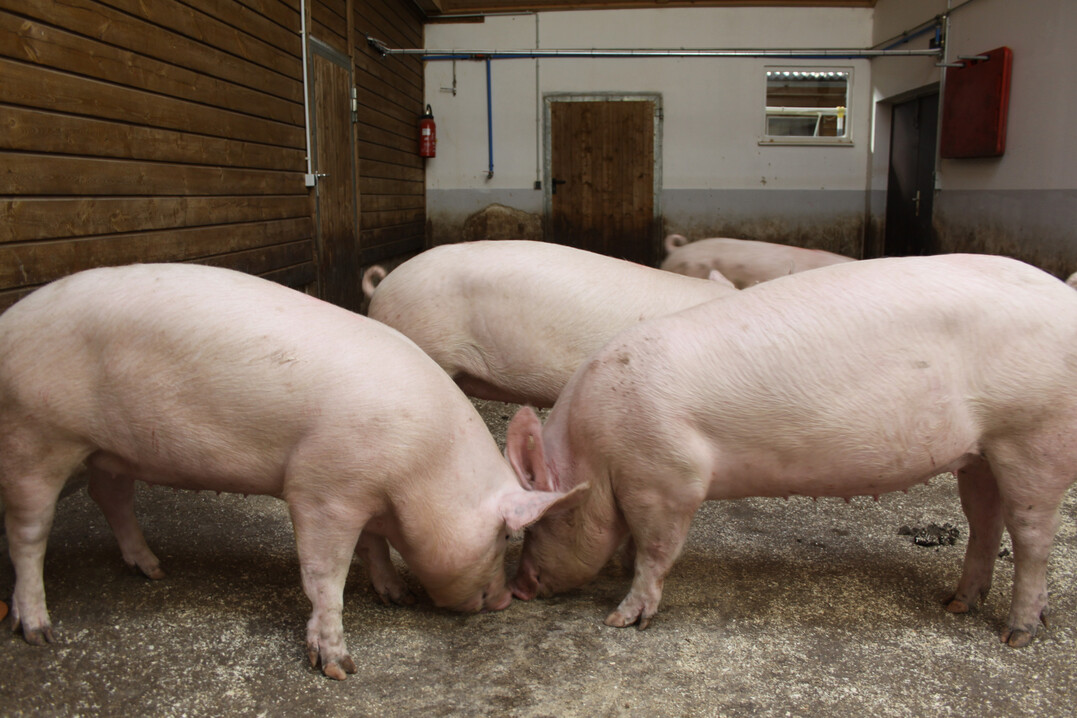Wie geht es den Schweinen auf den Betrieben? Wie werden die Tiere auf dem Schlachthof behandelt? Hierzu hat die Tierrztliche Hochschule (TiHo) Hannover eine Umfrage initiiert, an der Schweinehalter ihre Erfahrungen einbringen knnen.