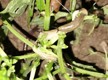 Die jungen Rapspflanzen sind in diesem Herbst besonders anfllig fr Schnecken (hier die Graue Ackerschnecke). 