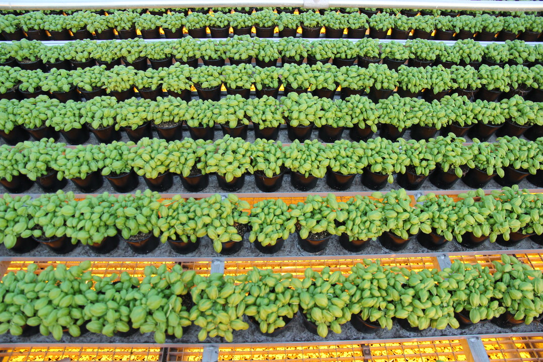 Im neuen Betriebsteil mit zweist�ckiger Produktion stehen die Kr�uter in Kulturrinnen.