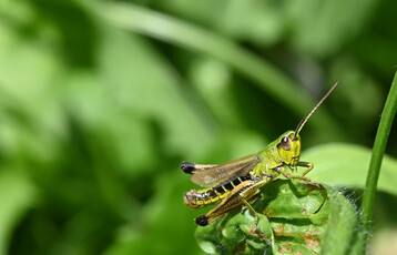 Gemeiner Grashpfer